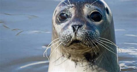 Sælsafari Esbjerg: Oplev spændende dyreliv på Vadehavet